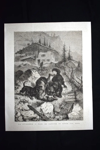 Svizzera cani da - svizzera,