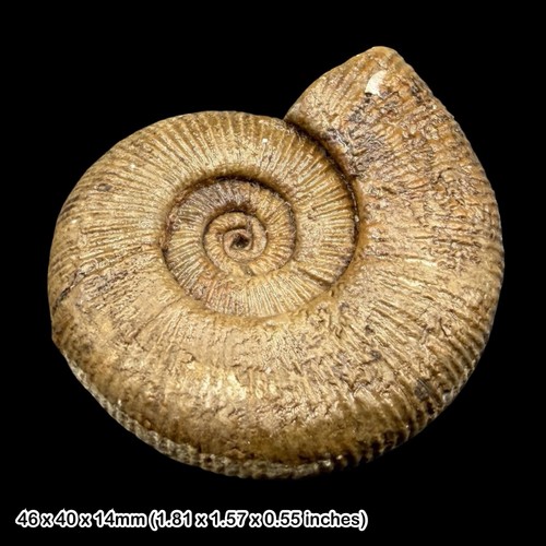 Subdiscosphinctes lucingae