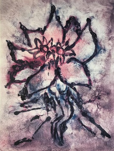 Mandragora fiore - mandragora,