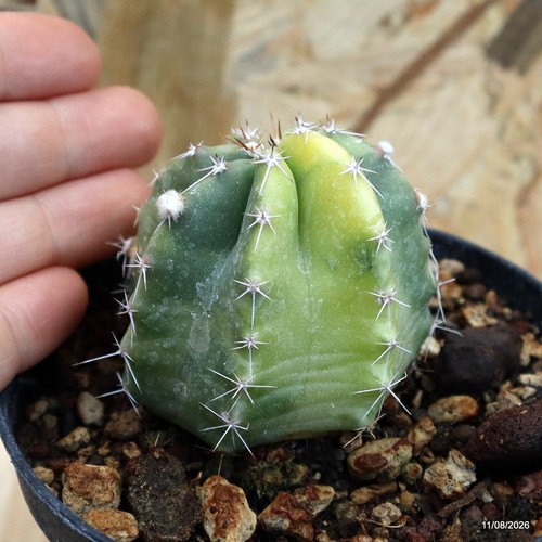 Echinocereus subinermis