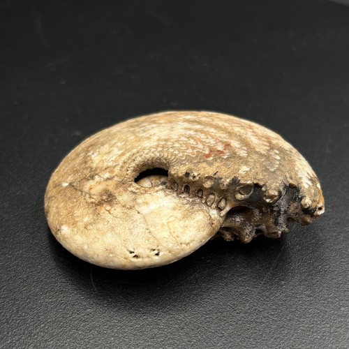 Malayites ammonite fossil - sp,