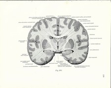 Stampa antica ANATOMIA del