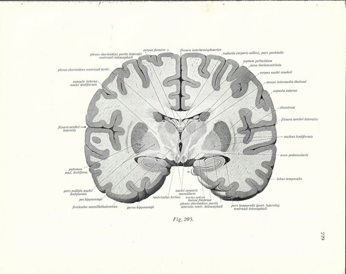 Stampa antica anatomia - antica,