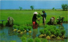 CPM THAILAND Cultivation of the Rice in Thailand (344642)