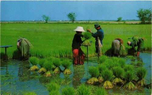 Cpm thailand cultivation - thailand,