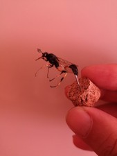 vespa vasaio, scarabeo rinoceronte, 2 Insetti coleotteri, tassidermia