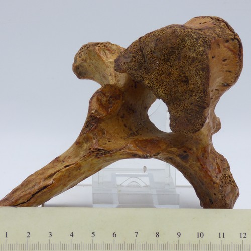 Fossil cave bear ursus - bear,