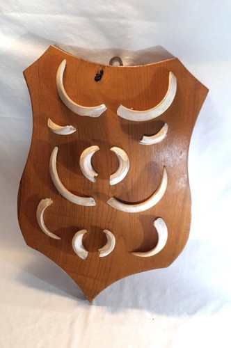 Trofeo zanne cinghiale su - zanne, di