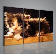 QUADRI MODERNI KITTY II QUADRO