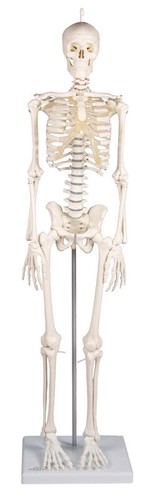 Miniatura scheletro piccolo - miniatura, scheletro,piccolo
