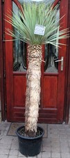 Yucca rostrata, tronco 180cm /