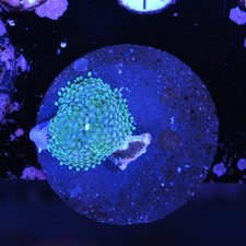 WYSIWYG Blue Ricordea Mushroom