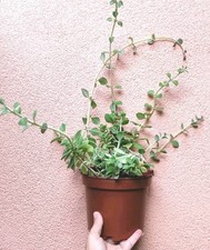 ?Vaso 15 Ø Cm PLECTRANTHUS AMBOINICUS Profumatissimo Incenso Origano ?+Omaggio