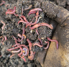 Lombrichi Dendrobena Veneta