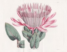 Metrosideros Speciosa