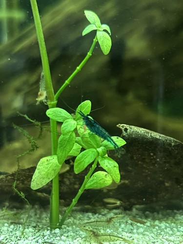 Caridina blu acquario acqua - acquario,