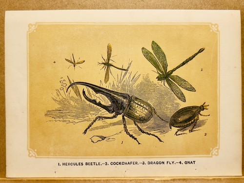 Insetti coleotteri - , e