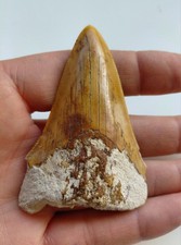 Bellissimo dente - bellissimo,