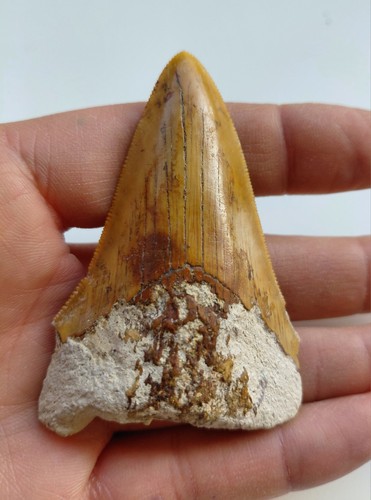 Bellissimo dente - bellissimo,