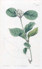 1808 CURTIS Botanica OLEA FRAGRANS Oliva dolce Pl 1552 (CB9/18)
