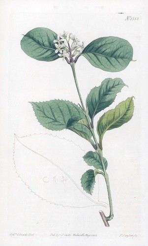 1808 curtis botanical olea - botanical,