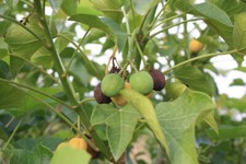 6 SEMI JATROPHA CURCAS "NODO FISICO BIODIESEL" + OMAGGIO
