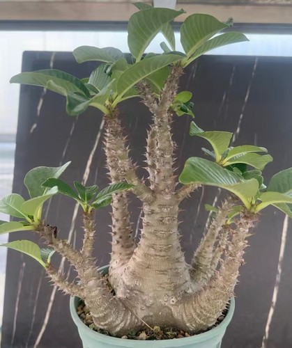 Pachypodium baronii