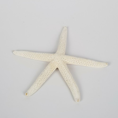 Stella marina vintage - stella,