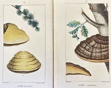 LOT OF TWO MUSHROOM ENGRAVINGS