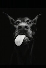 DOBERMANN DOG -  IDEA REGALO / PORTACHIAVI / MAGNETE CALAMITA / PATCH / STICKER 