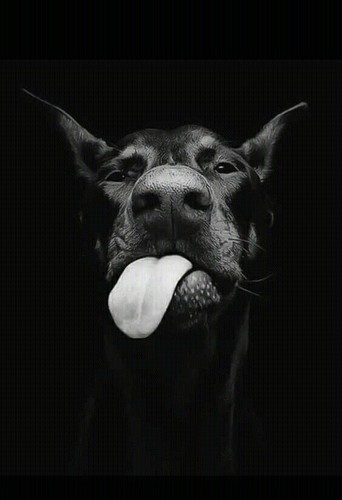 Dobermann dog idea regalo - regalo, /