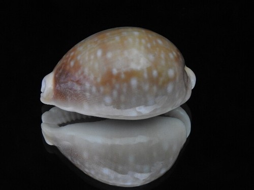 Sea shell cypraea vitellus - shell,