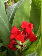 Pianta canna antica 1914