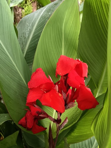 Pianta canna antica 1914