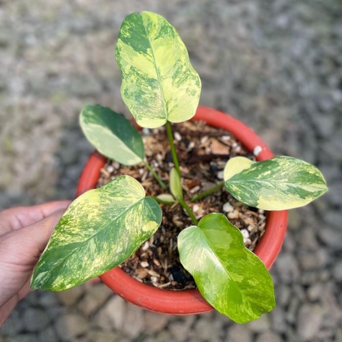 Philodendron florida beauty - philodendron,