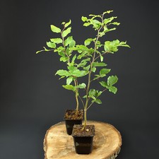Faggio rosso fagus sylvatica - rosso,
