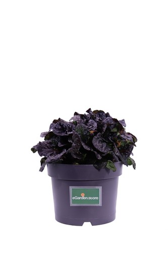 Pianta bugola ajuga reptans - pianta, di