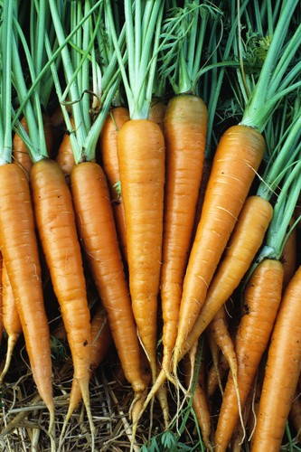Danvers 126 semi carota - 126, *