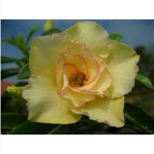 5 semi di Adenium obesum "maithong" Rosa del Deserto "semi freschi" +OMAGGIO