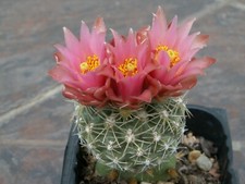 Sclerocactus pubispinus x