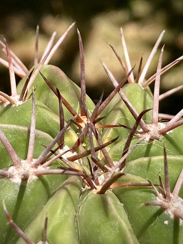 Melocactus matanzanus