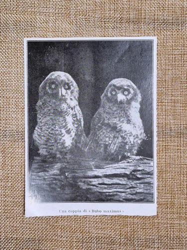 Bubo maximus grande - gufo, reale