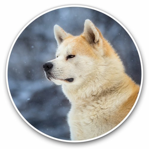 Adesivi vinile akita - adesivi, 30