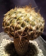 Pelecyphora strobiliformis old - pelecyphora,
