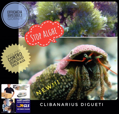 Pack paguri pulitori - paguri, stop