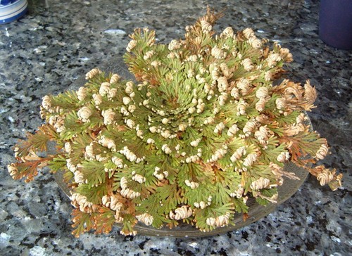 Rosa gerico pianta - gerico, -pianta