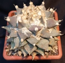 ARIOCARPUS FURFURACEUS