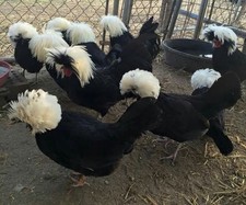 Uova Feconde Olandese Ciuffata