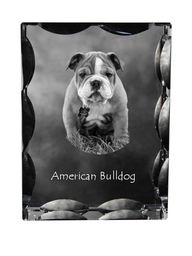 American bulldog - american, bulldog,