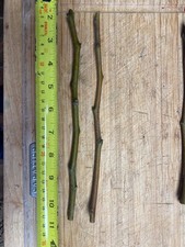 Olive tree cuttings 5 pack
